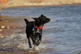 If you would like to add custom text or update the information provided about pet wellness clinic please email us at info@animalshelter.org. 5nslypc9 6apqm