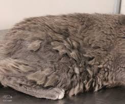It tends to occur on parts of your cat's body where there is a lot of rubbing start by holding the hair below the mat, close to the skin, and separate the tangled fur into smaller pieces. How To Remove Cat Matts Cat Naps Cattery