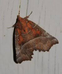 Image result for Cyperus trigonellus