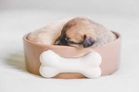 85 boy dog name ideas. Top 100 Most Popular Puppy Names Of 2021 Rabbitgoo