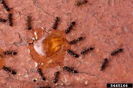 Free shipping & expert advice. Argentine Ants Home Garden Information Center