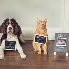 Baby number 2 announcement with dog. 26 Pregnancy Announcement Sibling Announcement Ideas Bright Star Kids