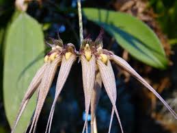 Image result for Bulbophyllum stolzii