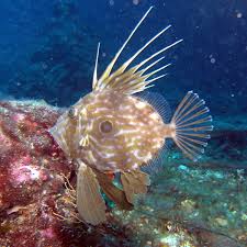 John Dory Wikipedia