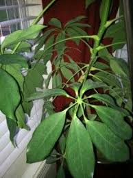 Aquatic plants' leaves usually float or are merged/submerged in water. House Plant Identification Help Identifying House Plants House Plants Plant Identification