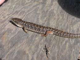 Check spelling or type a new query. Elgaria Multicarinata The Reptile Database