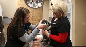 Animal urgent care at pittsford animal hospital offers convenient outpatient care for common pet illnesses and injuries. Vet Near Me 98370 Urgent Vet Care Poulsbo Animal Clinic