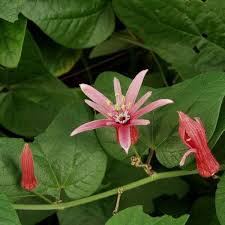 Image result for Passiflora sanguinolenta