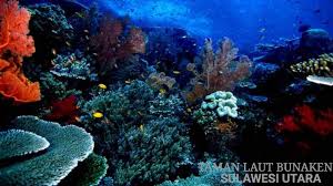 Menariknya lagi, laut ini memiliki visibilitas hingga 45 meter, artinya meski tanpa menyelam anda bisa melihat kehidupan bawah laut dengan mata telanjang. Taman Laut Bunaken Sulawesi Utara Pemandangan Pemandangan Yang Indah Lautan