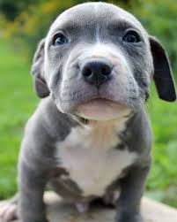 While beautiful, this can lead to health problems. Here Is A Photo Of An Amazing Blue Pitbull Puppy That We Have For Sale Http Www Bluefirepits Com Pitbull Puppies Blue Nose Pitbull Puppies Blue Pitbull