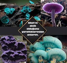 balik kus agac bocek denizanasi denizati mercan yengec cicek papagan tirtil nudibranch murekkep baligi mantar p denizatlari kelebekler denizanasi