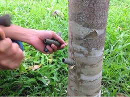 Here's a list of similar words from our thesaurus that you can use instead. Agarwood Gaharu A Promising Agriculture Technological Investment Steemit