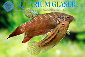 Splendens, commonly known as the siamese fighting fish. Betta Splendens Wild Aquarium Glaser Gmbh