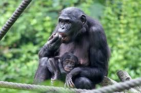 The bonobo monkey is currently endangered due to poaching and habitat loss. Bonobo Im Zoo Leipzig Hautnah Erleben