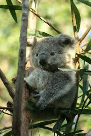 Mini Koala Tje In Sydney Cute Animals Cute Baby Animals Cute Funny Animals