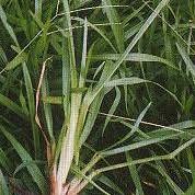 Image result for Acroceras