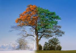 This post contains affiliate links. Four Seasons Of The Year Songs For Kids