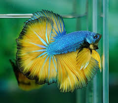 Flickr Betta Fish Betta Halfmoon Betta