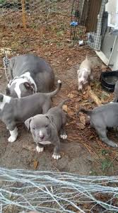 Most people want to make sure that they find a puppy that they are going to love as if they don't it could be a problem. American Pit Bull Terrier Puppies For Sale San Diego Ca 240695