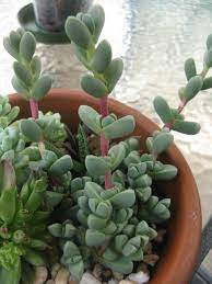 Corpuscularia Taylorii Ice Plant World Of Succulents Succulents Plants Planting Succulents