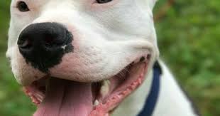 I Love My Bloo Pitbull Dog Bad Dog Loyal Dogs