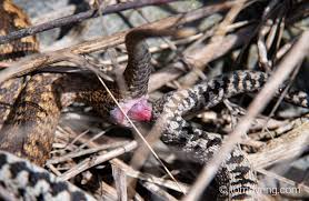 Buorm er en krypdyrart i snokfamilien. Nordic Reptiles Tom Dyring Wildlife Photo Nn