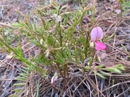 Image result for Tephrosia linearis