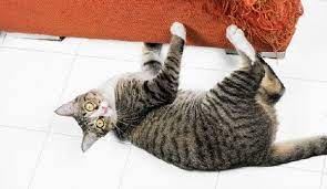 6 Ways To Cat Proof Your Couch Cat Scratching Furniture Cat Proofing Stop Cat Scratching Furniture