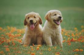 How much do golden retrievers cost? Golden Retrievers Loving Beautiful And At Risk For Arthritis