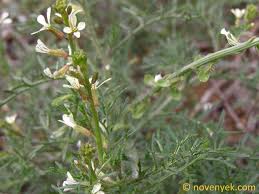Image result for Carrichtera annua