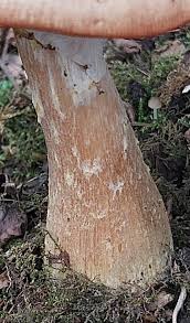 Image result for Bulbostylis hensii