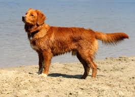 Image result for nova scotia duck tolling retrívr