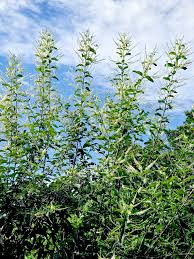 Image result for Lannea virgata