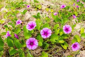 Image result for Ipomoea verbascoidea