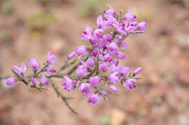 Image result for Muraltia