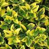 Diseases of the euonymus shrub both bacterial and fungal diseases can affect euonymus shrubs. 1