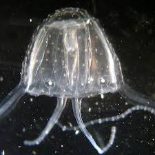 One cubomedusa contains enough poison to kill 80 people! Warning Deadly Irukandji Jellyfish Heading Further South As Number Of Stings Surge Marine Life The Guardian