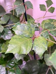 Image result for Rhoicissus rhomboidea