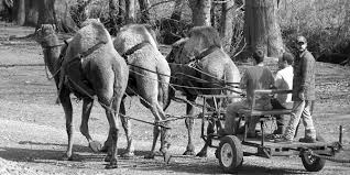 Visitors can top off their experience with pony, camel and wagon rides. Camel Power In Georgia Small Farmer S Journal