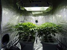 Although a few fungus gnats won't really hurt your plants, a big infestation can damage the roots, causing symptoms similar to other types of root problems. Cannabis Cultivation Wikipedia