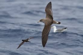 Image result for Dissotis caloneura