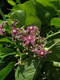 Image result for Periploca linearifolia