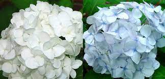 My White Hydrangeas Won't Stay White | Head-Over-Heels For Hydrangeas