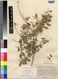 Image result for Salvadoraceae