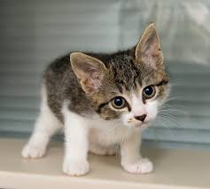 Maybe you would like to learn more about one of these? Jika Kucing Lewat Di Depan Orang Shalat Bangkitmedia