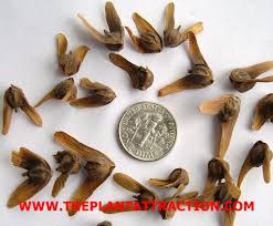 Image result for Nicolasia stenoptera
