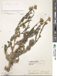 Image result for Poecilostachys oplismenoides