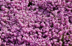 Learning how to grow and maintain our intuition can help us approach life with confidence and happiness. Italian Heather How To Plant Grow And Care