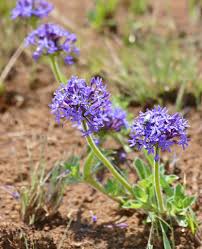 Image result for Pentanisia