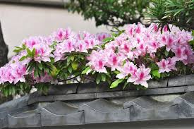 What shrubs have pink flowers? How To Identify Evergreen Shrubs Gardenerdy